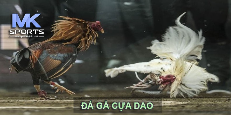 Đá gà cựa dao - Sân chơi máu lửa